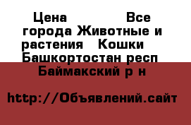 Zolton › Цена ­ 30 000 - Все города Животные и растения » Кошки   . Башкортостан респ.,Баймакский р-н